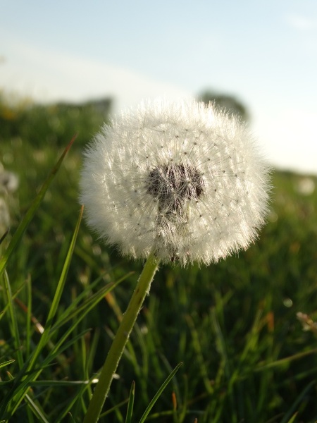 mengsel van gras, klaver en kruiden